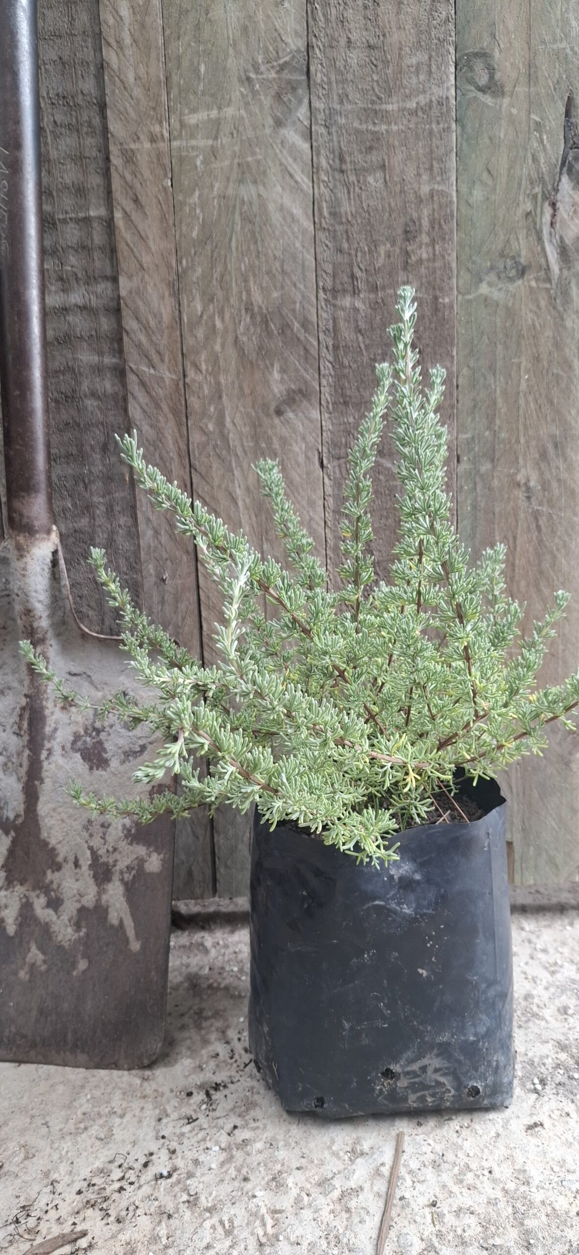 ERIOCEPHALUS AFRICANUS Wild Rosemary 3L - Image 3