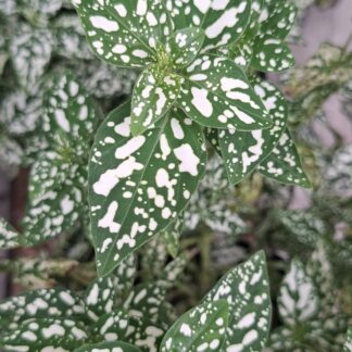 HYPOESTES PHYLLOSTACHYA Confetti Compact - Green 14cm