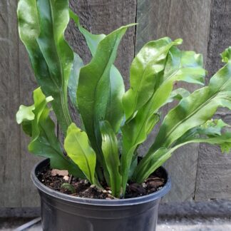 Fern green flame  - 14cm