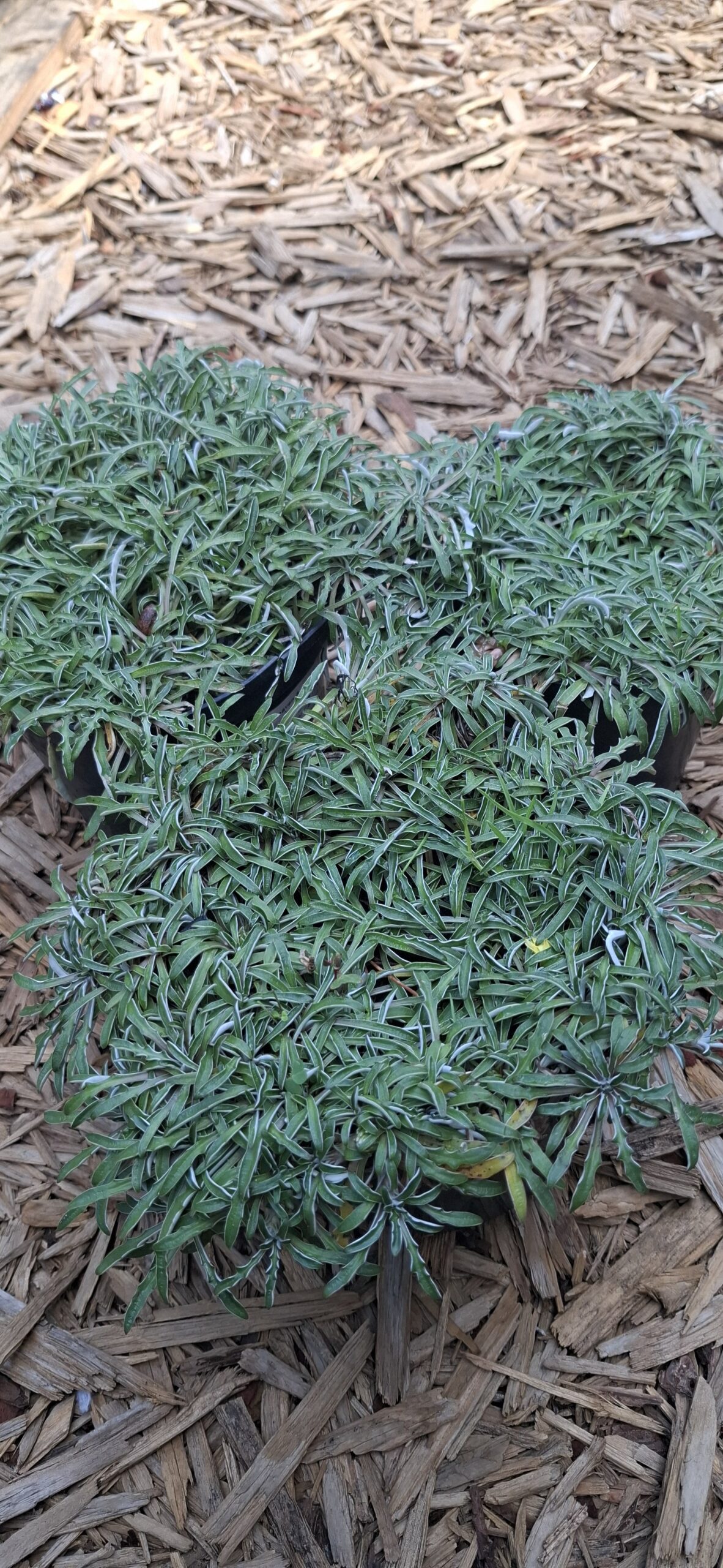 DYMONDIA MARGARETAE Silver Carpet 15cm