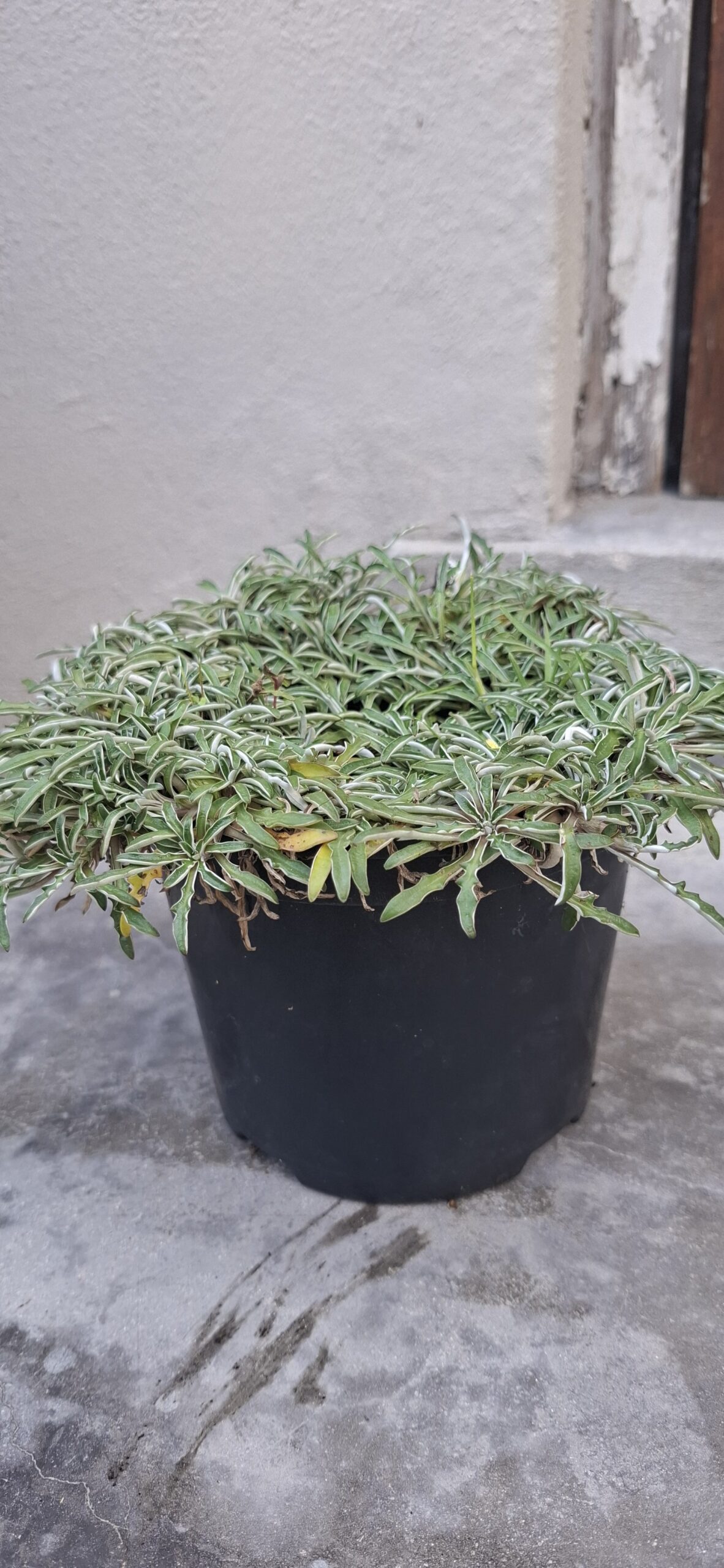 DYMONDIA MARGARETAE Silver Carpet 15cm - Image 2