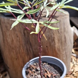 Edible Sweet Potato Plant 12cm