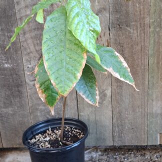 Cocoa Tree 30-60cm