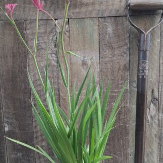 Anigozanthos Kangaroo Paw Pink