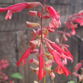 SALVIA X HYBRIDA  - Salmia Orange 17cm