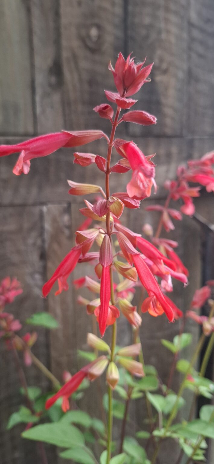 JPEG_20260305_103750_3614066196988248771-scaled.jpg SALVIA X HYBRIDA - Salmia Orange 17cm