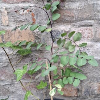 Breyina Nicosa 'Ice-cream Bush' 19cm