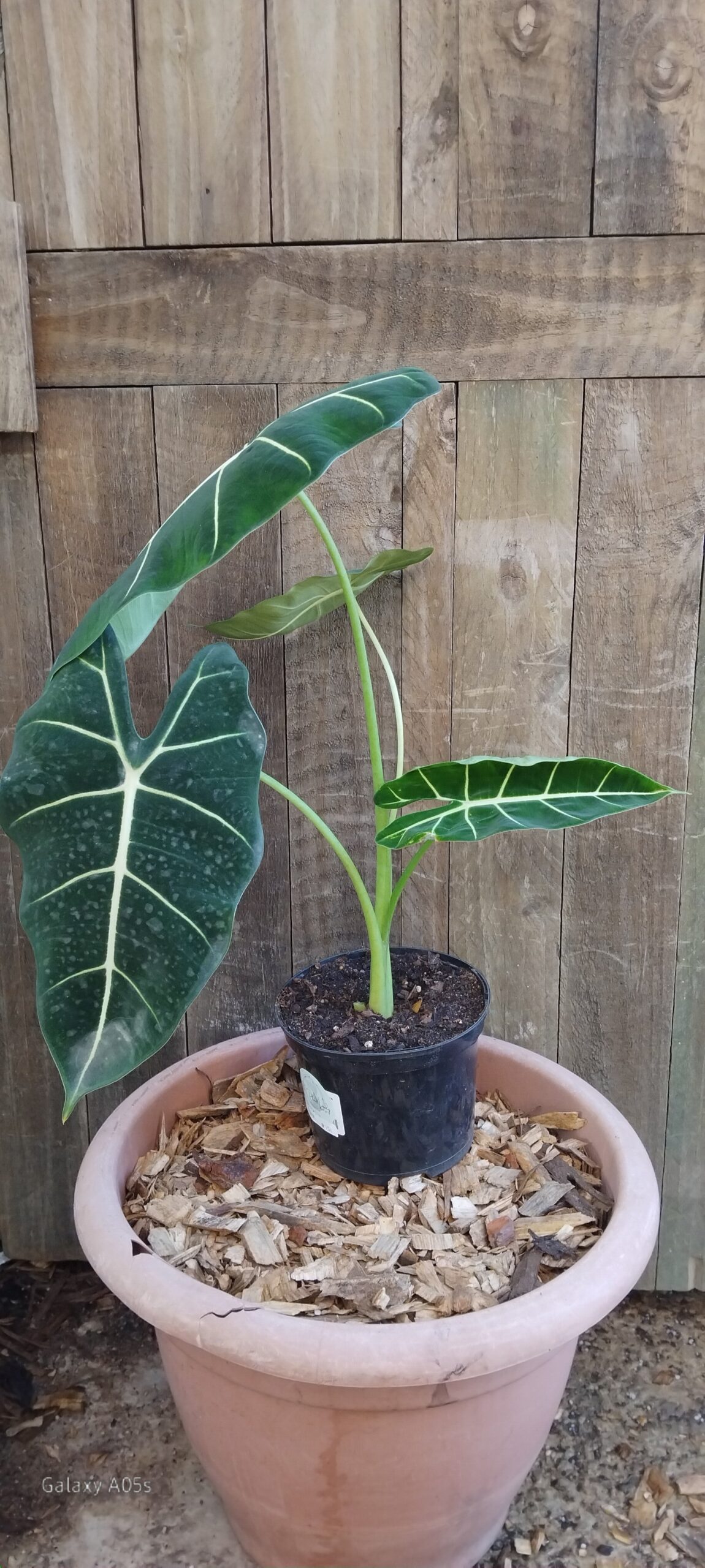 ALOCASIA FRYDEK 14cm