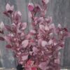 JPEG_20260318_104114_2902225327681410085-scaled.jpg Alternanthera 'Purple Prince'