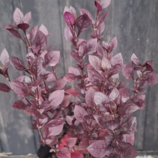 Alternanthera 'Purple Prince'