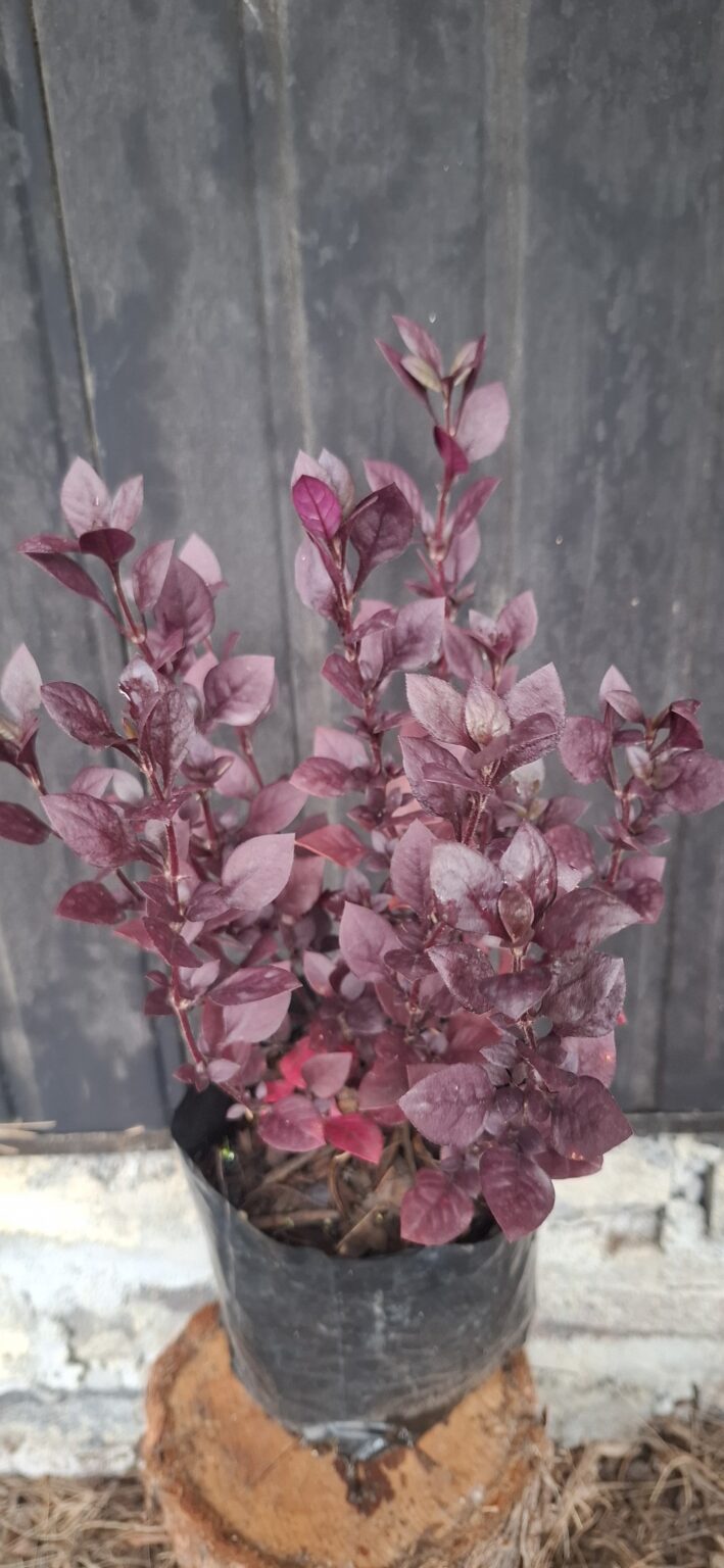 JPEG_20260318_104114_2902225327681410085-scaled.jpg Alternanthera 'Purple Prince'