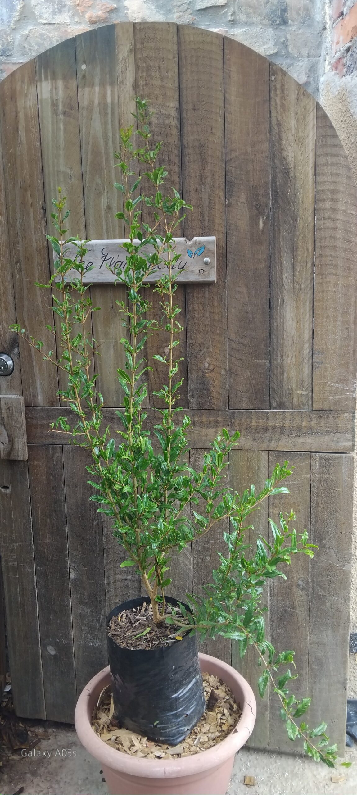 Pomegranate Wonderful 10L - Image 2