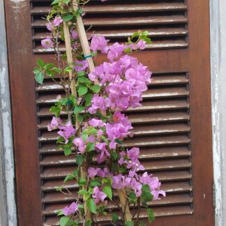 Bougainvillea Donyo 20L