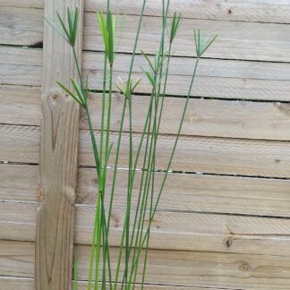 Cyperus Textillis