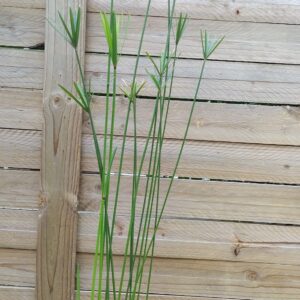 JPEG_20260325_093954_2690902109282369819-scaled.jpg Cyperus Textillis