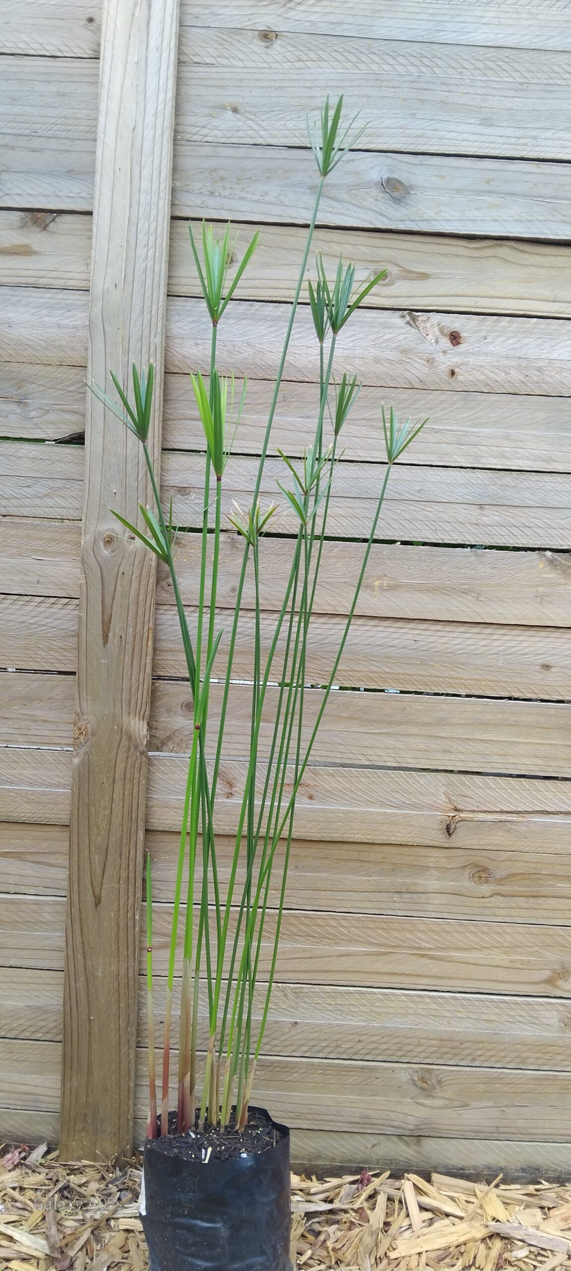 Cyperus Textillis