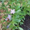 JPEG_20260325_095339_8739288599539051088-scaled.jpg Freylinia Honey-Bell Bush
