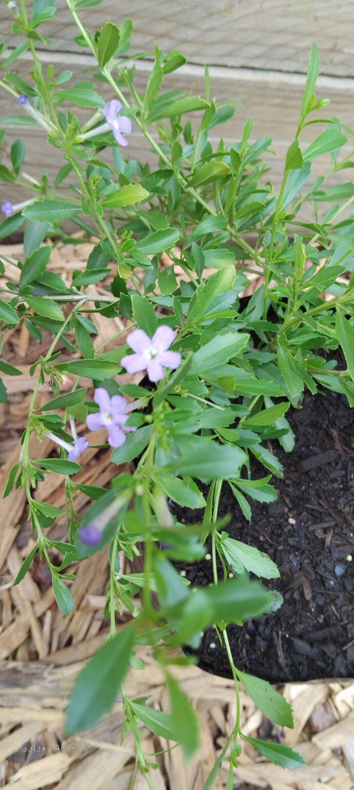 JPEG_20260325_095339_8739288599539051088-scaled.jpg Freylinia Honey-Bell Bush