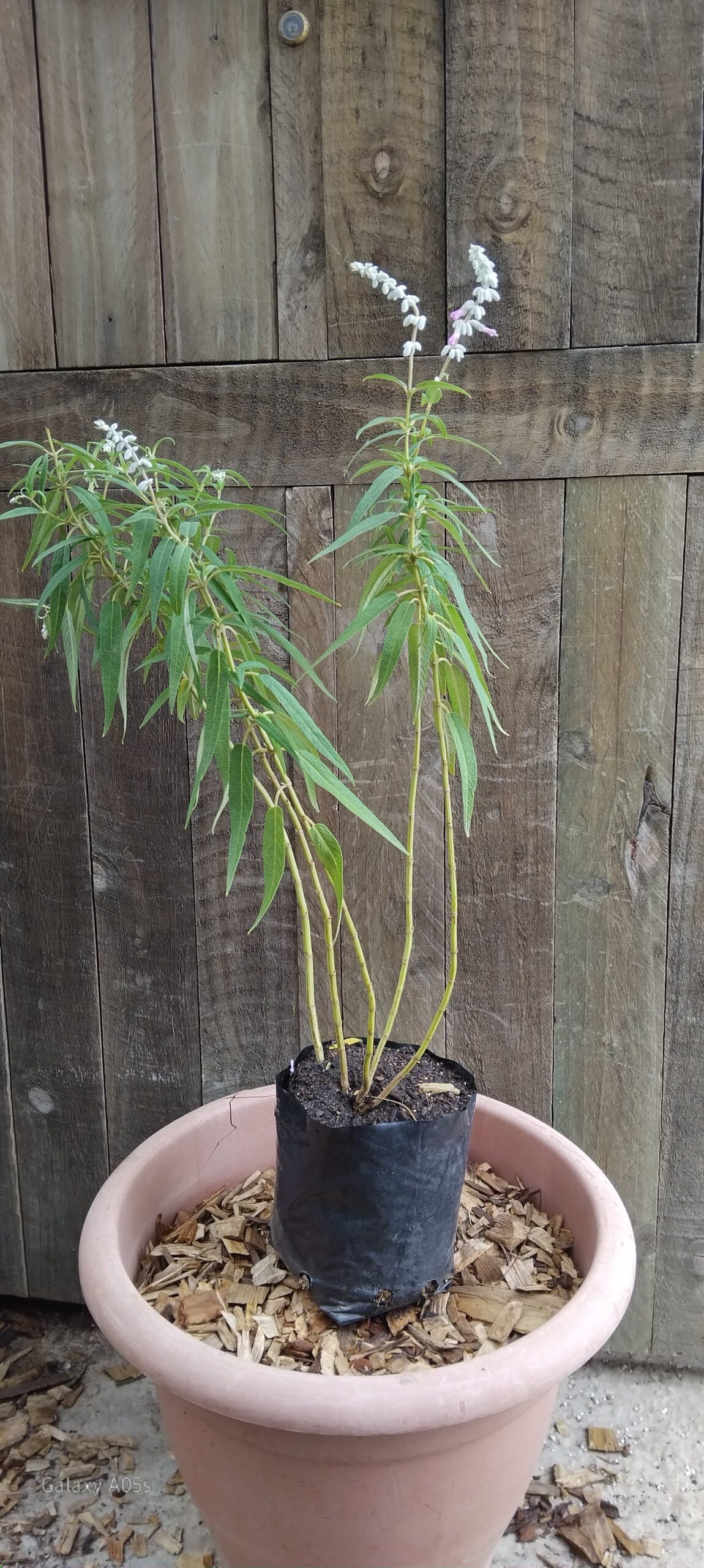 Mexican Sage Danielle's Pink - Image 2