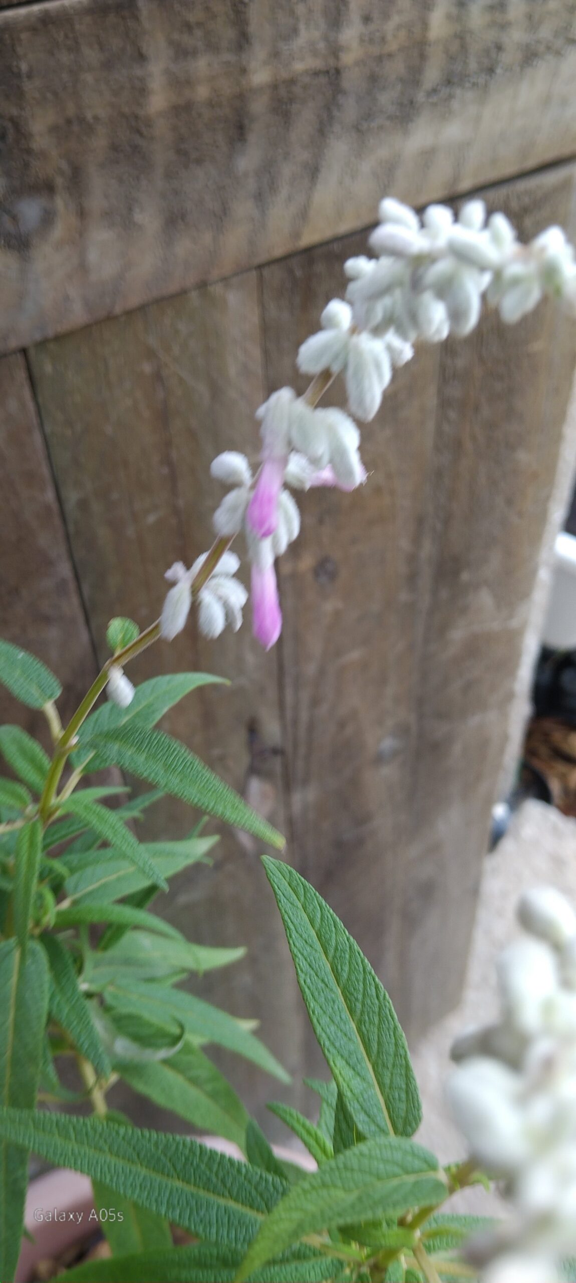 Mexican Sage Danielle's Pink - Image 3