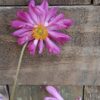 JPEG_20260326_112818_7268913970969955163-scaled.jpg Japanese Anemone Pink