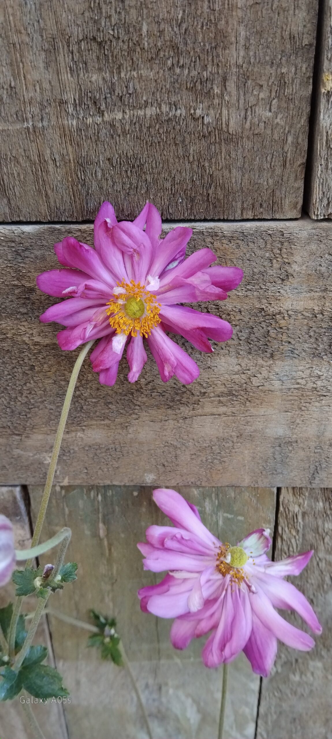Japanese Anemone Pink - Image 2