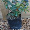 Viburnum Tinus Lucidum