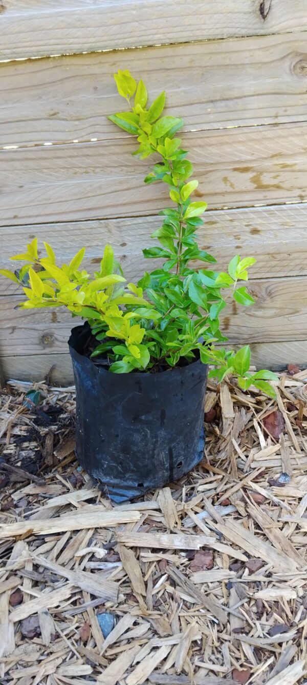 Duranta Gold