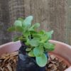 JPEG_20260330_114747_6811086977162418255-scaled.jpg Crassula Multicava