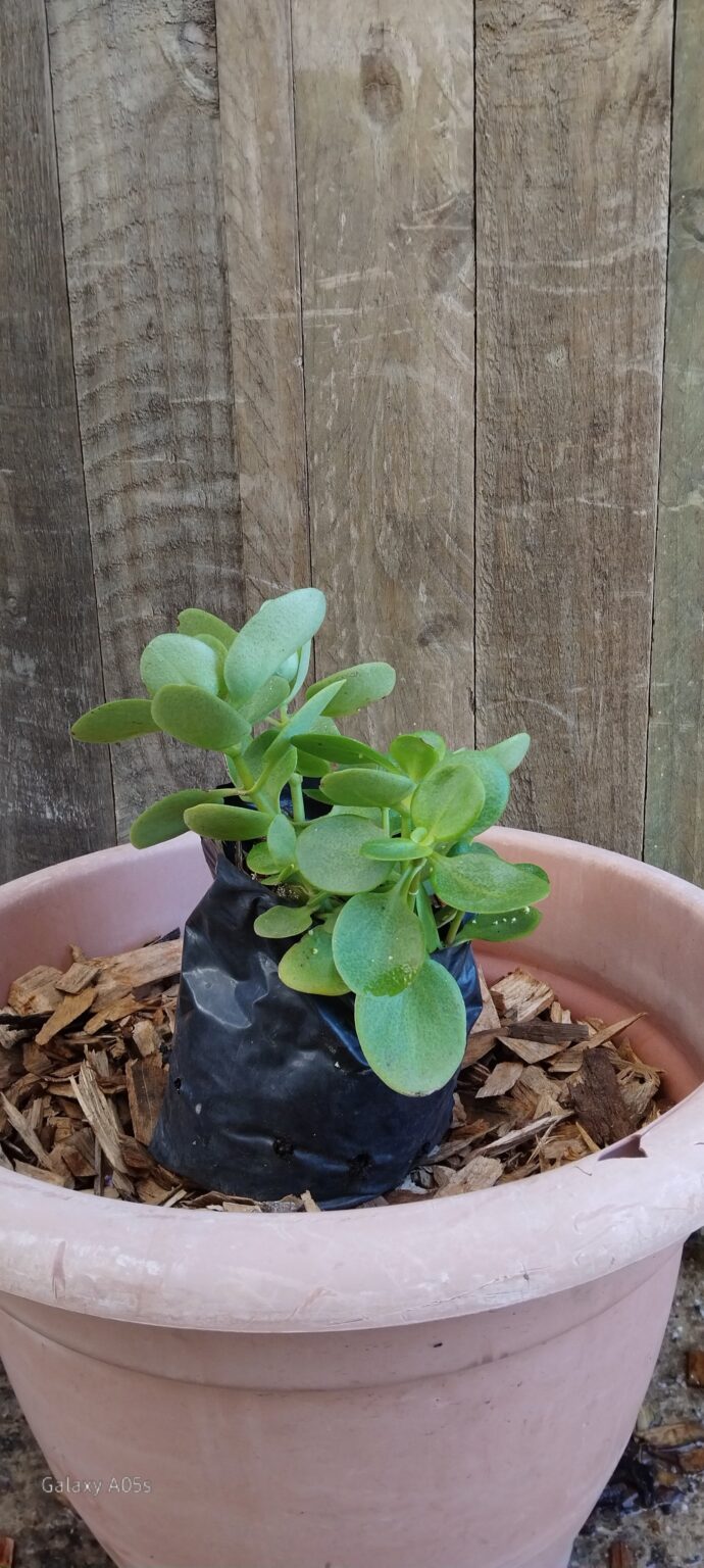 JPEG_20260330_114747_6811086977162418255-scaled.jpg Crassula Multicava