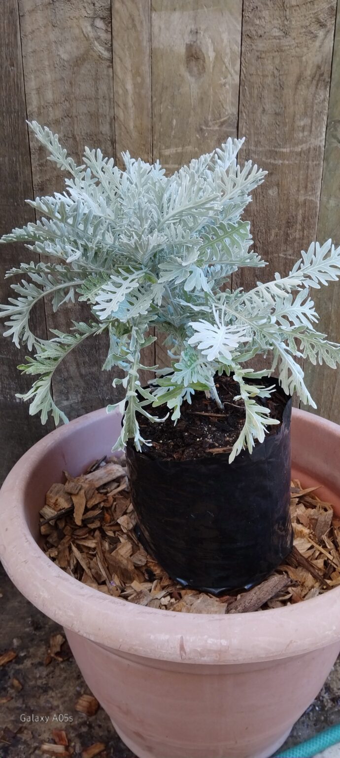 JPEG_20260330_121208_7238775848218151607-scaled.jpg Senecio Cineraria ( Silver Dust )