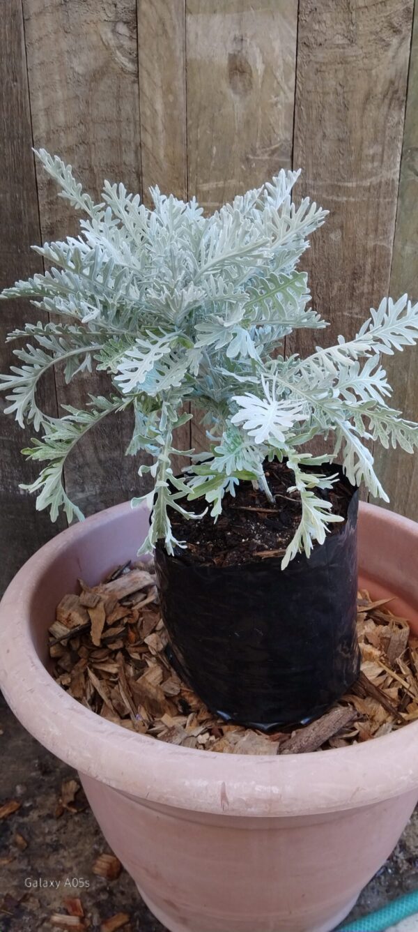 Senecio Cineraria ( Silver Dust )