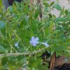 JPEG_20260331_091629_8308327275031298879-scaled.jpg Freylinia Tropica