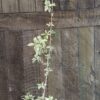 Lycianthes Rantonnetti Variegated Potato Bush