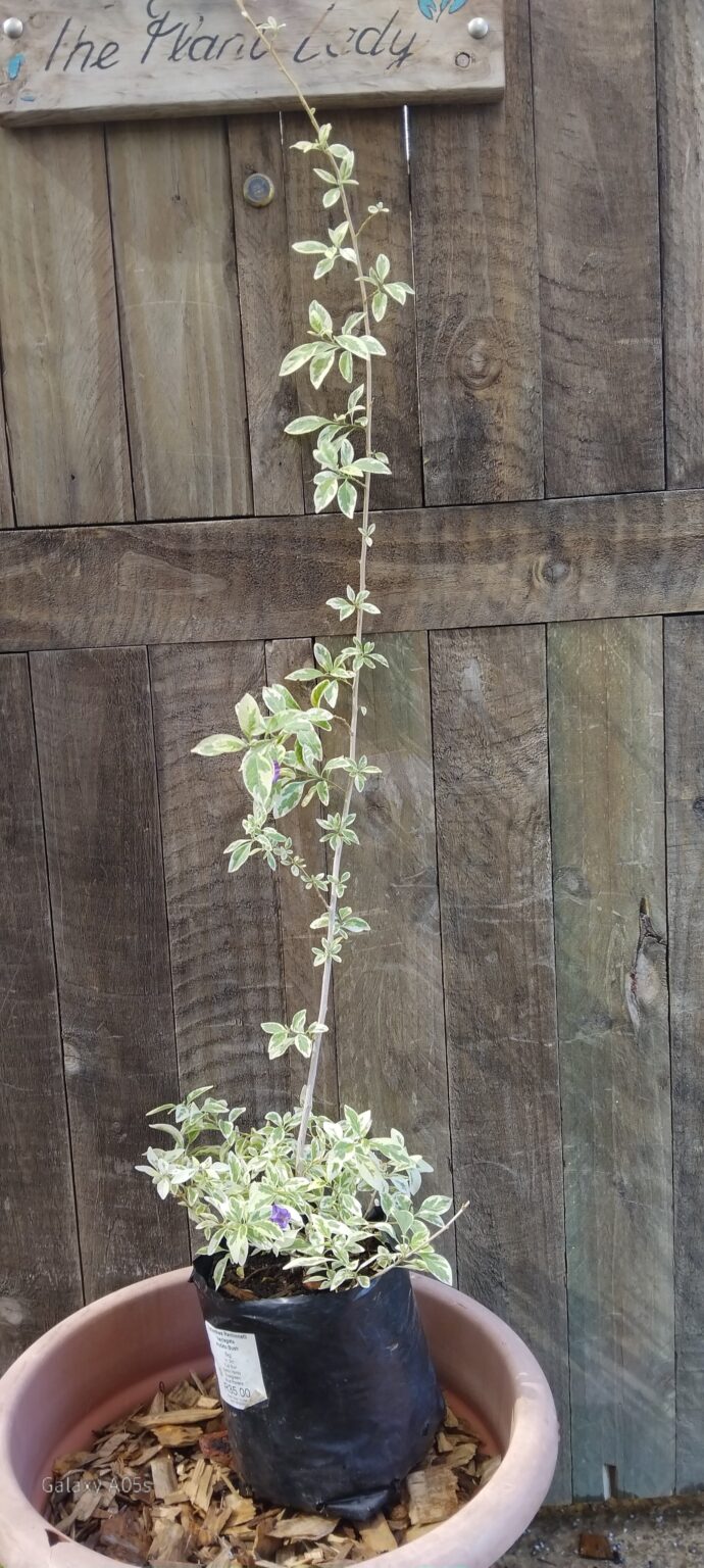 Lycianthes Rantonnetti Variegated Potato Bush