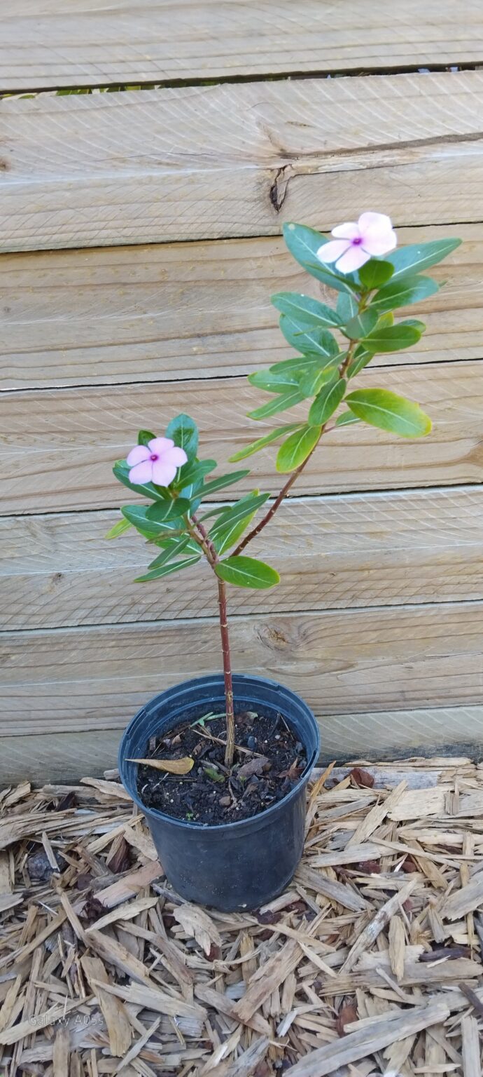 JPEG_20260413_084159_8885851807255630909-scaled.jpg Madagascar Periwinkle