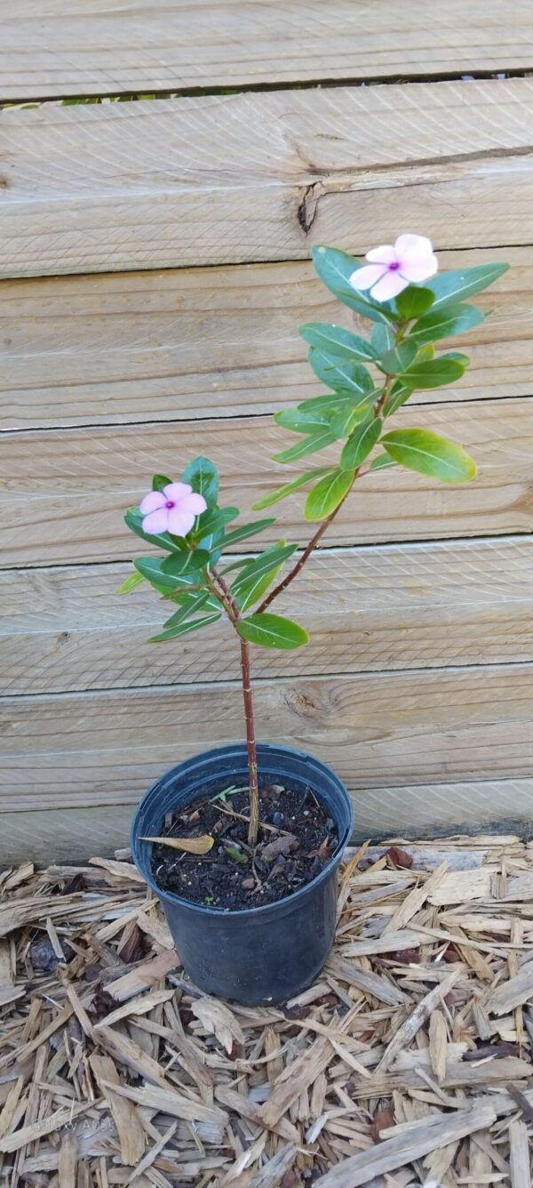 Madagascar Periwinkle