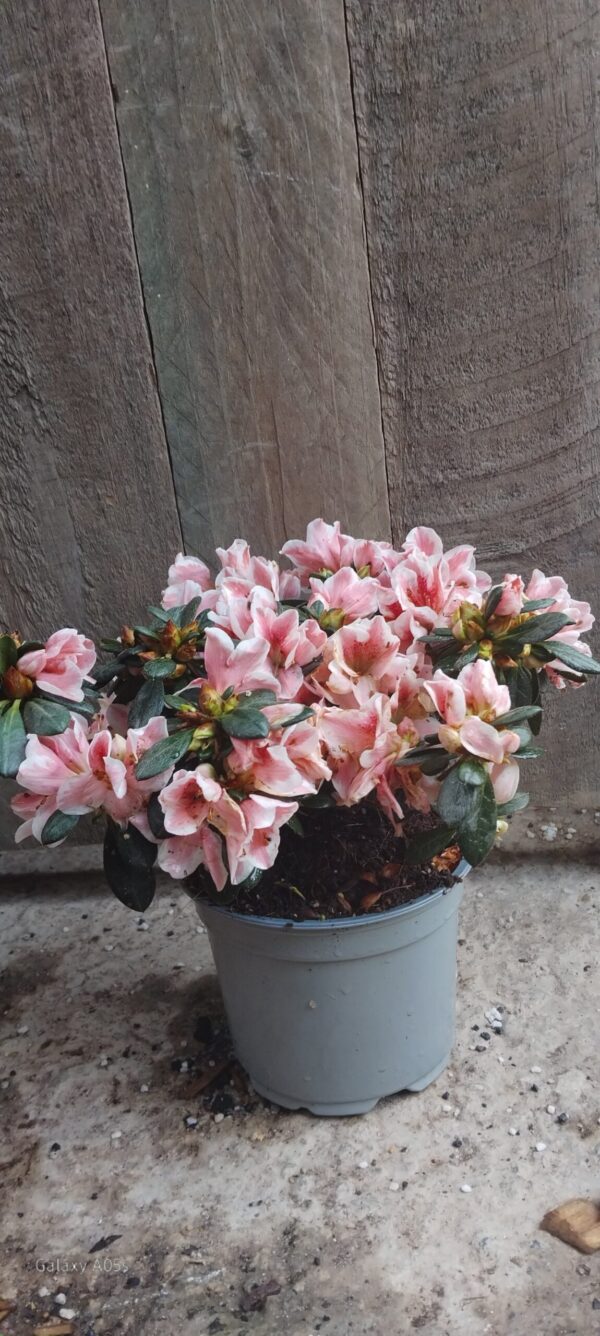 Azalea Indica Bicolour 12cm
