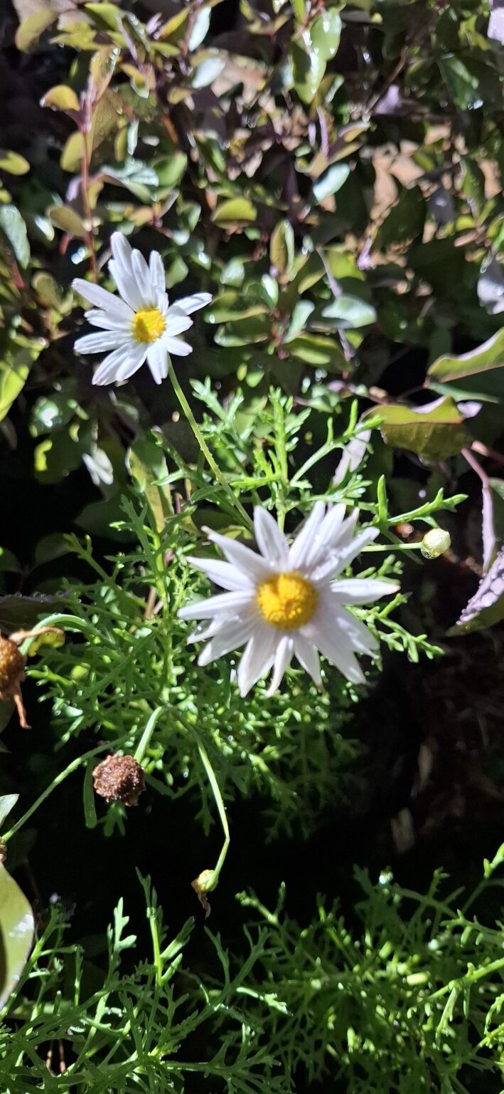 JPEG_20260423_094607_1720783378345076684-scaled.jpg ARGYRANTHEMUM FRUTESCENS Marguerite Daisy - Large light Pink 15cm