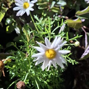 JPEG_20260423_094607_1720783378345076684-scaled.jpg ARGYRANTHEMUM FRUTESCENS Marguerite Daisy - Large light Pink 15cm