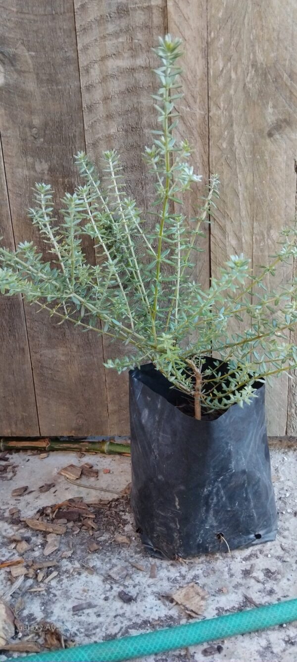 Westringia fruticosa