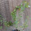 Streptosolen jamesonii (Marmalade Bush)