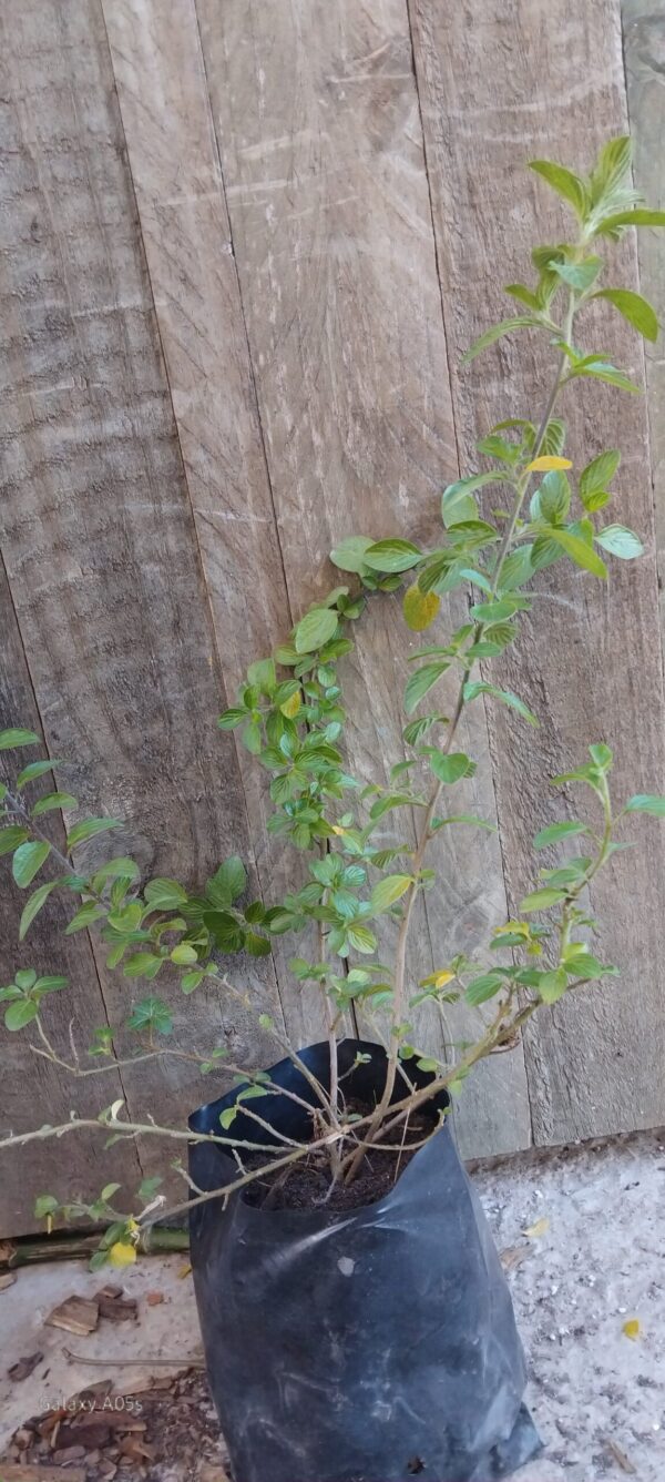Streptosolen jamesonii (Marmalade Bush)