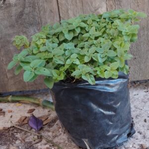 JPEG_20260430_112949_4317841934405685267-scaled.jpg Oregano (Origanum vulgare)
