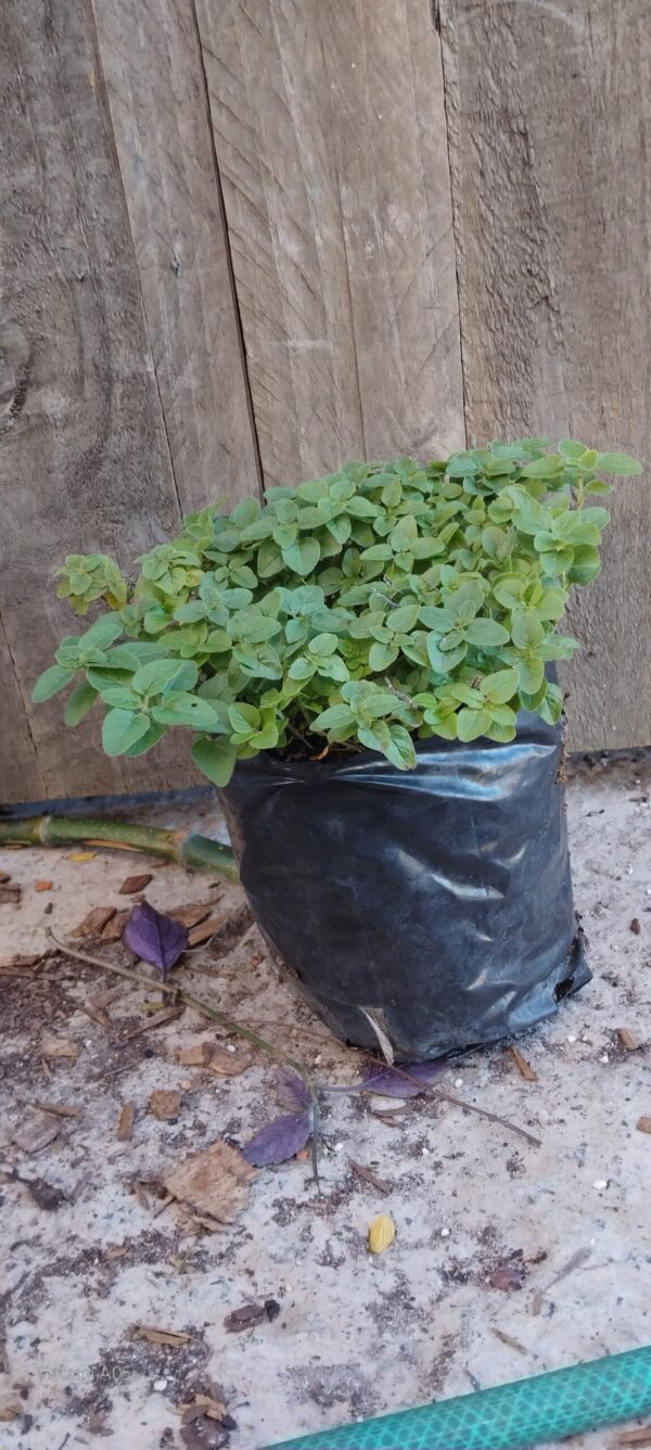 Oregano (Origanum vulgare)