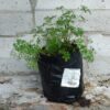JPEG_20260602_102558_8397215189922691661-scaled.jpg Geranium Incanum