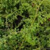 JPEG_20260602_105924_263686234585956050-scaled.jpg Pilea Microphyllas (Artillery Plant)