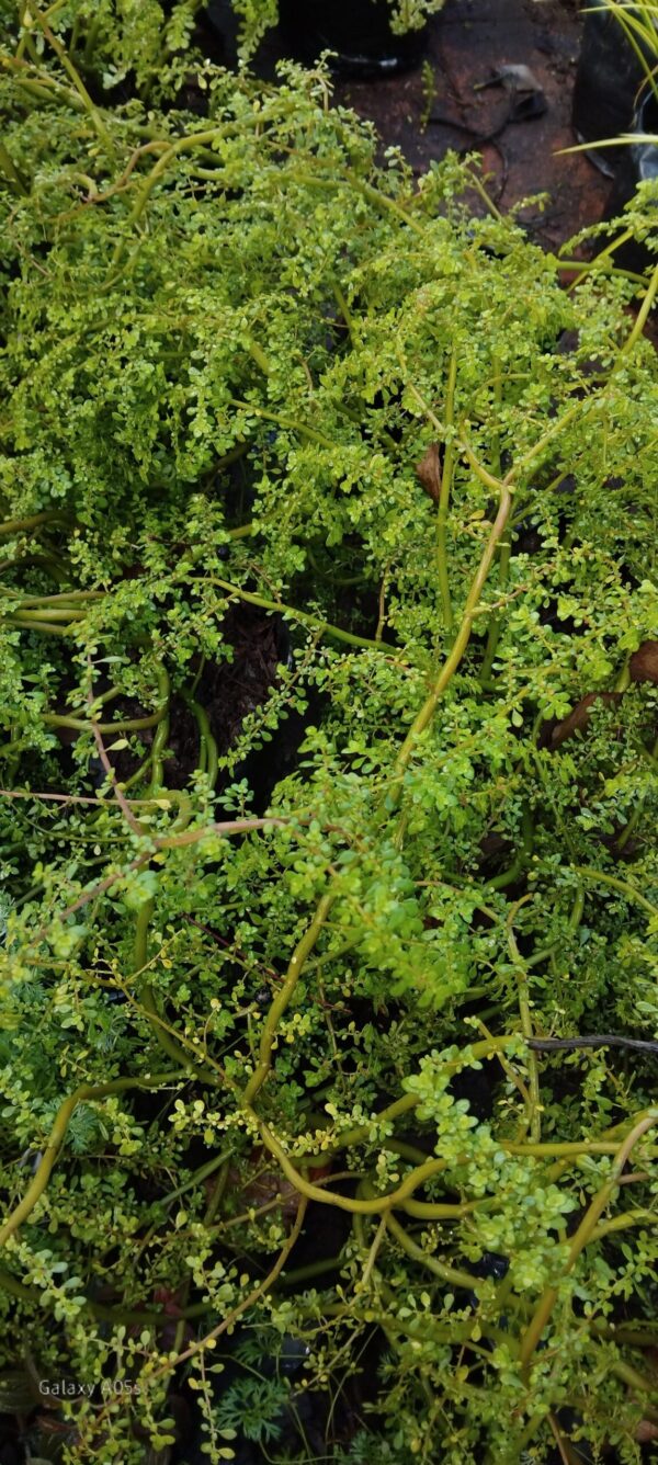 JPEG_20260602_105924_263686234585956050-scaled.jpg Pilea Microphyllas (Artillery Plant)