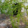JPEG_20260602_105957_4115474599218001978-scaled.jpg Pilea Microphyllas (Artillery Plant)