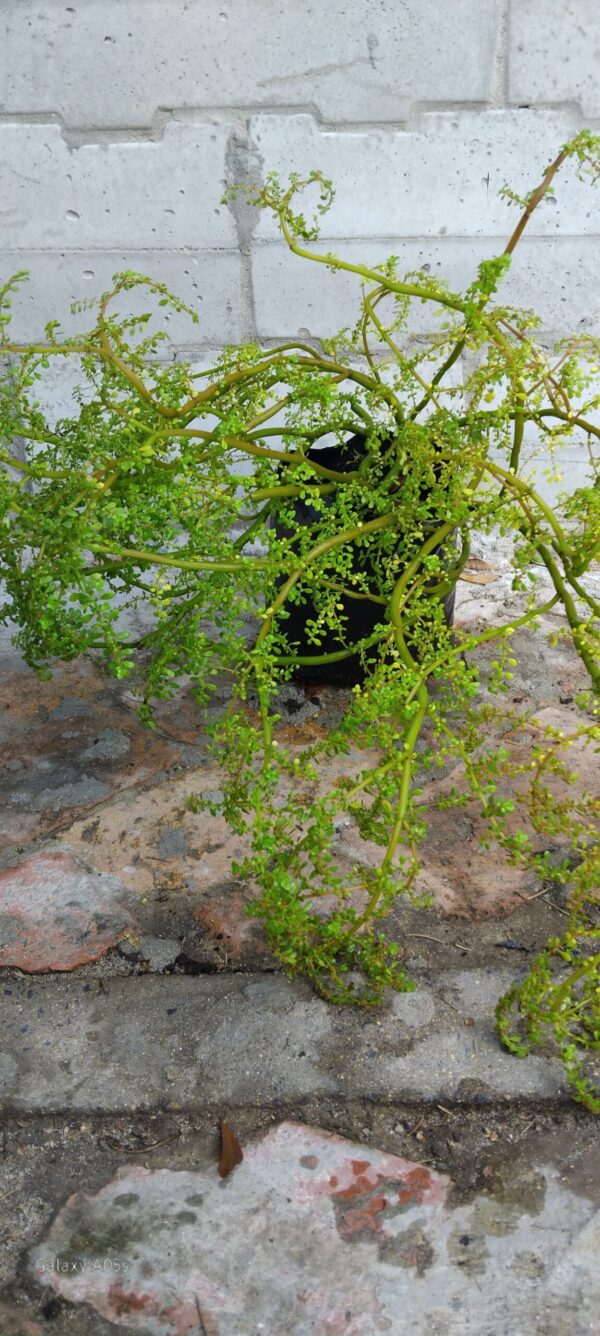 JPEG_20260602_105957_4115474599218001978-scaled.jpg Pilea Microphyllas (Artillery Plant)